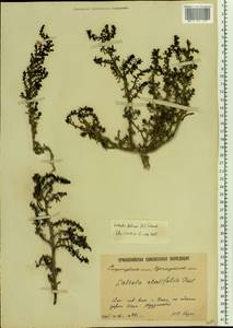 Soda foliosa (L.) Akhani, Восточная Европа, Нижневолжский район (E9) (Россия)