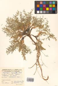 Остролодочник остролистный (Pall.) DC., Сибирь, Дальний Восток (S6) (Россия)