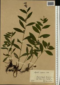 Незабудка скорпионовидная L., Восточная Европа, Западно-Украинский район (E13) (Украина)