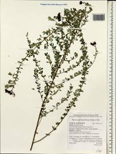Hypericum thymifolium Banks & Sol., Зарубежная Азия (ASIA) (Израиль)