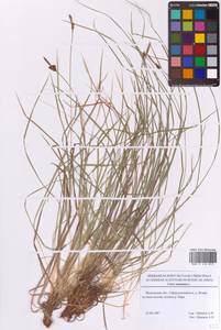 Осока горная L., Восточная Европа, Московская область и Москва (E4a) (Россия)