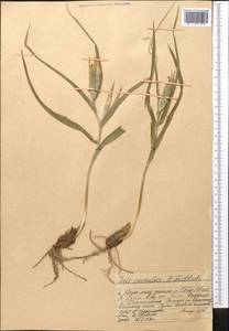 Iris albomarginata R.C.Foster, Средняя Азия и Казахстан, Западный Тянь-Шань и Каратау (M3) (Казахстан)