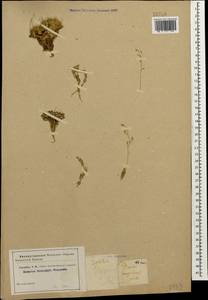 Крупка жесткая Willd., Кавказ (без точных местонахождений) (K0)