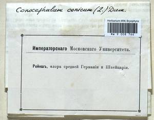 Conocephalum conicum (L.) Dumort., Гербарий мохообразных, Мхи - Западная Европа (BEu) (Неизвестно)
