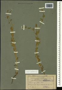 Горицвет летний, Адонис летний L., Кавказ, Азербайджан (K6) (Азербайджан)