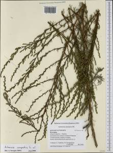 Полынь равнинная, Полынь полевая L., Западная Европа (EUR) (Болгария)