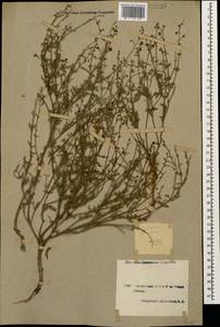 Scrophularia variegata subsp. cinerascens (Boiss.) Grau, Кавказ, Армения (K5) (Армения)