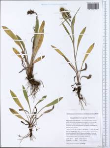 Сушеница норвежская (Gunnerus) Sch. Bip. & F. W. Schultz, Восточная Европа, Северный район (E1) (Россия)