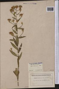 Symphyotrichum turbinellum (Lindl.) G. L. Nesom, Америка (AMER) (США)