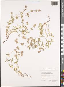 Thymus pannonicus All., Восточная Европа, Средневолжский район (E8) (Россия)
