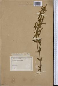Gentianopsis ciliata subsp. ciliata, Западная Европа (EUR) (Неизвестно)