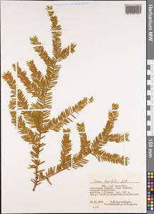 Taxus brevifolia Nutt., Америка (AMER) (США)