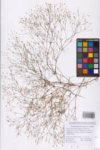 Песколюбочка постенная (L.) Ikonn., Восточная Европа, Нижневолжский район (E9) (Россия)