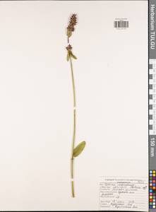 Betonica officinalis subsp. officinalis, Восточная Европа, Центральный район (E4) (Россия)
