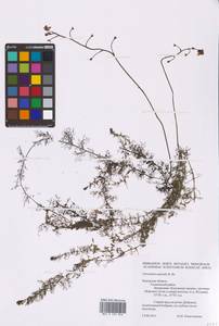 Utricularia ×neglecta Lehm., Восточная Европа, Центральный район (E4) (Россия)