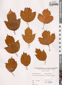 Калина обыкновенная, Калина красная L., Сибирь, Чукотка и Камчатка (S7) (Россия)