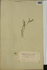 Lamarckia aurea (L.) Moench, Западная Европа (EUR) (Неизвестно)