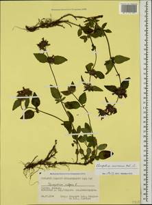 Пахучка обыкновенная L., Кавказ, Грузия (K4) (Грузия)