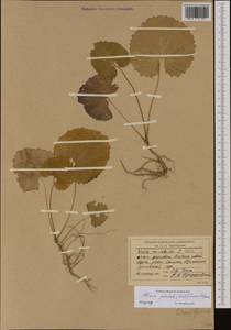 Чесночница черешковая (M.Bieb.) Cavara & Grande, Западная Европа (EUR) (Румыния)