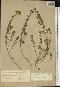 Lotus × ucrainicus Klokov, Восточная Европа, Нижневолжский район (E9) (Россия)