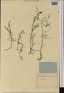 Platycapnos spicata (L.) Bernh., Западная Европа (EUR) (Неизвестно)