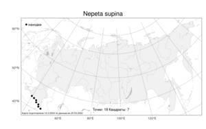 Nepeta supina, Котовник приземистый Steven, Атлас флоры России (FLORUS) (Россия)