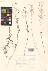 Дескурения Софии (L.) Webb ex Prantl, Средняя Азия и Казахстан, Прикаспийский Устюрт и Северное Приаралье (M8) (Казахстан)