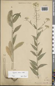 Желтушник золотистый M.Bieb., Восточная Европа (без точных пунктов) (E0) (Россия)