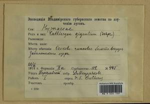 Calliergon giganteum (Schimp.) Kindb., Гербарий мохообразных, Мхи - Москва и Московская область (B6a) (Россия)