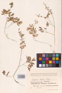 Хохлатка плотная (L.) Clairv., Восточная Европа, Нижневолжский район (E9) (Россия)