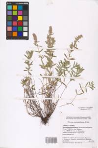 MHA 0 157 094, Thymus pannonicus All., Восточная Европа, Нижневолжский район (E9) (Россия)