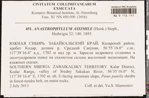Anastrophyllum assimile (Mitt.) Steph., Гербарий мохообразных, Мхи - Прибайкалье и Забайкалье (B18) (Россия)