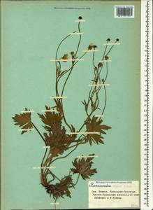Ranunculus elegans K. Koch, Кавказ, Ставропольский край, Карачаево-Черкесия, Кабардино-Балкария (K1b) (Россия)