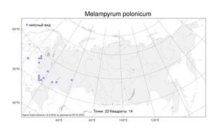Melampyrum polonicum, Melampyrum nemorosum var. polonicum Beauverd, Атлас флоры России (FLORUS) (Россия)