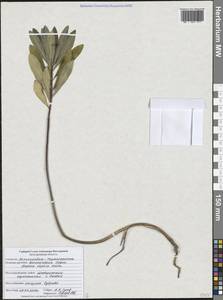 Волчеягодник Софии Kalen., Восточная Европа, Центральный лесостепной район (E6) (Россия)