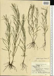 Солонечник льновидный (L.) Rchb.fil., Восточная Европа, Средневолжский район (E8) (Россия)