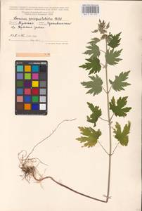MHA 0 154 674, Пустырник пятилопастный Gilib., Восточная Европа, Центральный район (E4) (Россия)