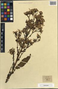 Jacobaea racemosa subsp. racemosa, Кавказ, Грузия (K4) (Грузия)