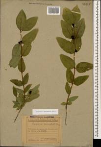 Lonicera caucasica subsp. orientalis (Lam.) D. F. Chamb. & Long, Кавказ, Азербайджан (K6) (Азербайджан)