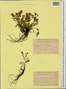 Полынь альпийская Pall. ex Willd., Кавказ, Краснодарский край и Адыгея (K1a) (Россия)