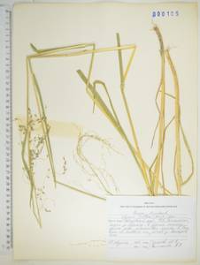 KHA105, Манник литовский (Gorski) Gorski, Сибирь, Дальний Восток (S6) (Россия)