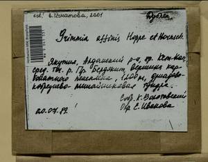 Grimmia longirostris Hook., Гербарий мохообразных, Мхи - Якутия (B19) (Россия)