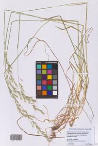 Avenula pubescens (Huds.) Dumort., Восточная Европа, Московская область и Москва (E4a) (Россия)