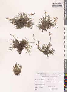 Незабудочник охотский Yurtseva & Khokhr., Сибирь, Чукотка и Камчатка (S7) (Россия)