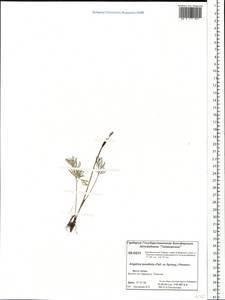 Остерикум тонколистный (Pall. ex Spreng.) Y. C. Chu, Сибирь, Центральная Сибирь (S3) (Россия)