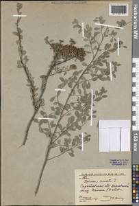 Спирея городчатая, Таволга городчатая L., Восточная Европа, Нижневолжский район (E9) (Россия)