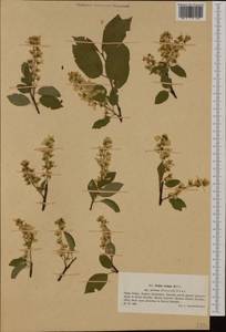 Prunus padus subsp. borealis (A. Blytt) Nyman, Западная Европа (EUR) (Польша)