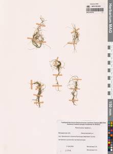 Лютик распростертый, Лютик стелющийся L., Сибирь, Чукотка и Камчатка (S7) (Россия)