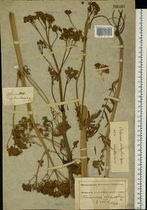 Valeriana pratensis subsp. angustifolia (Soó) Kirschner, Buttler & Hand, Восточная Европа, Южно-Украинский район (E12) (Украина)