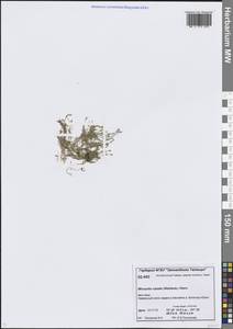 Минуарция красноватая (Wahlenb.) Dillenb. & Kadereit, Сибирь, Центральная Сибирь (S3) (Россия)